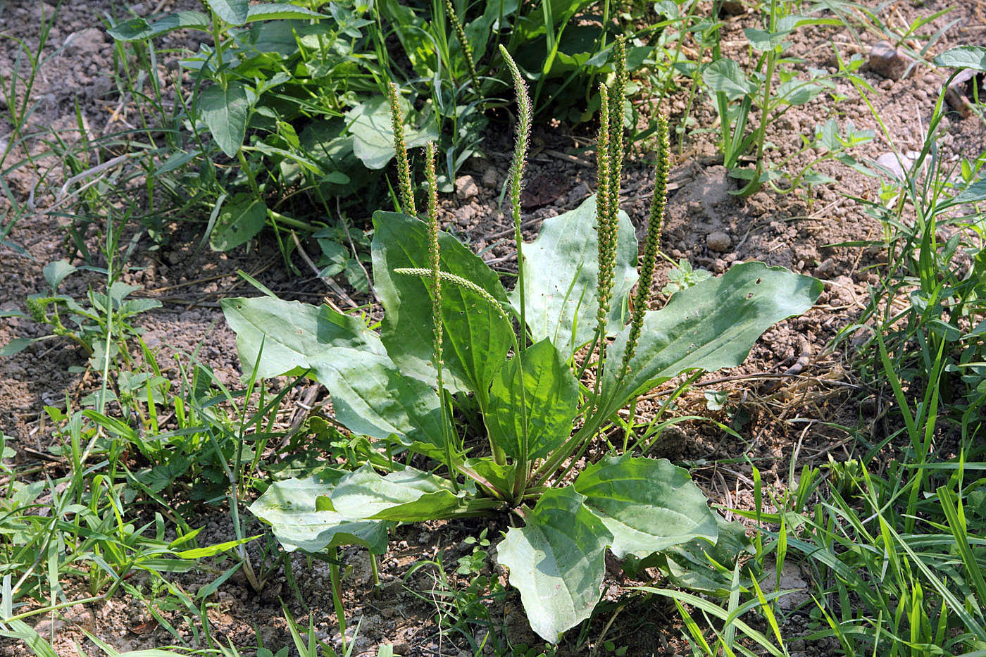 Изображение особи Plantago major.