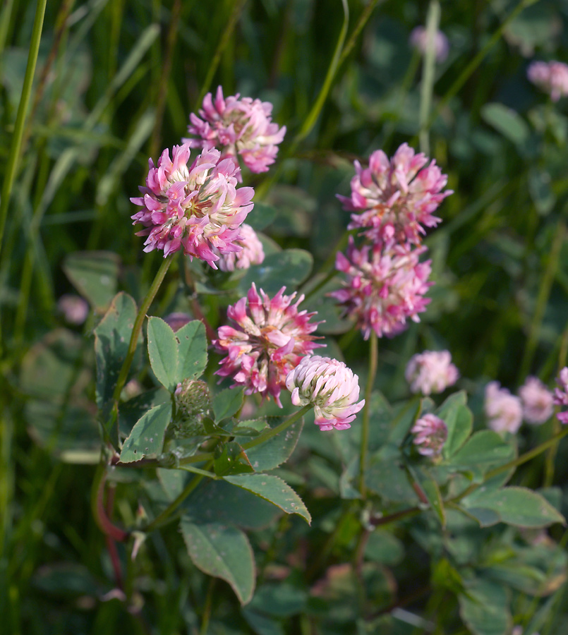 Изображение особи Trifolium hybridum.