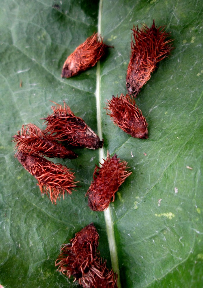 Image of Glycyrrhiza echinata specimen.