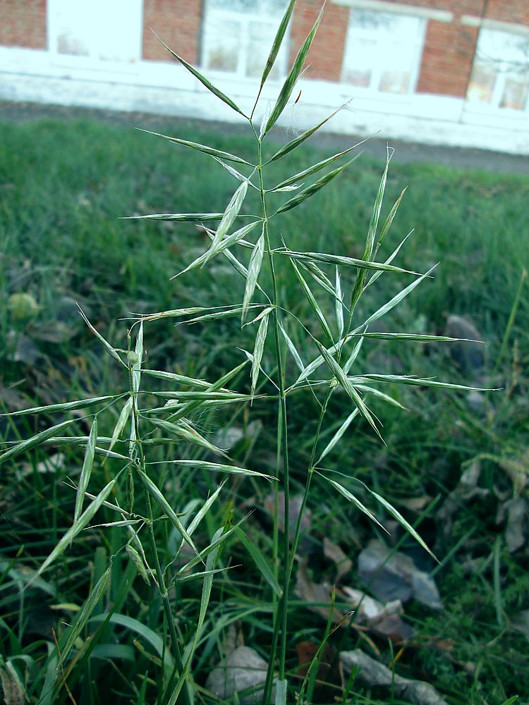 Изображение особи Bromopsis inermis.