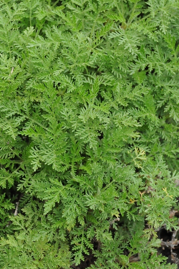 Изображение особи Artemisia stechmanniana.