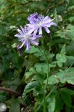 Lactuca sibirica