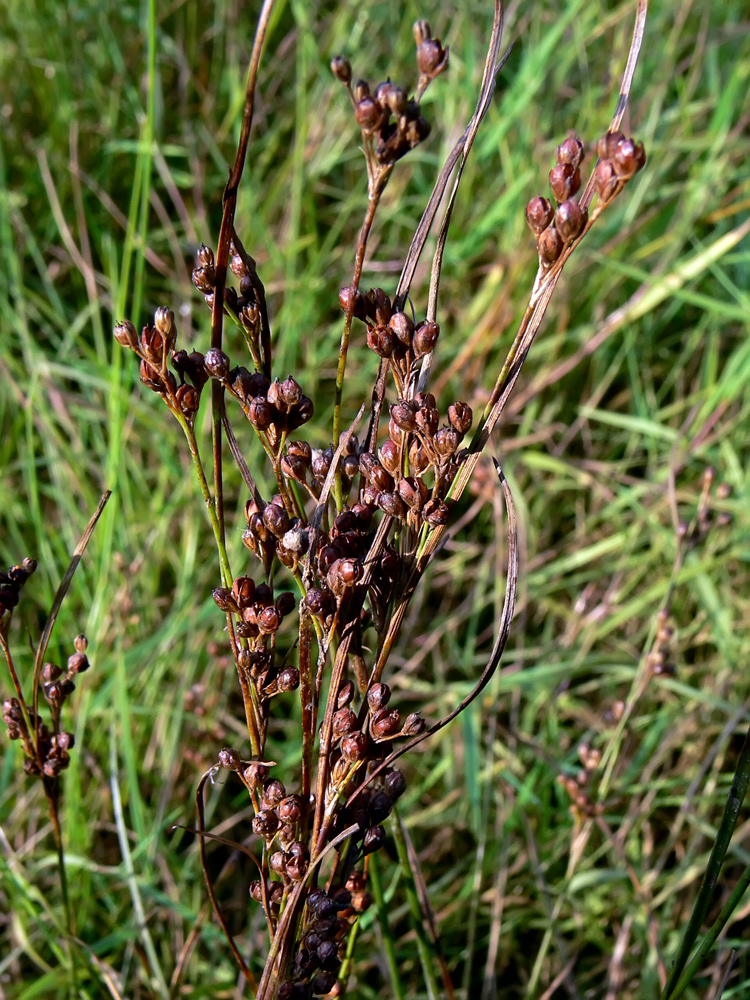 Image of Juncus compressus specimen.