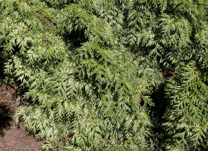 Image of Thuja plicata specimen.