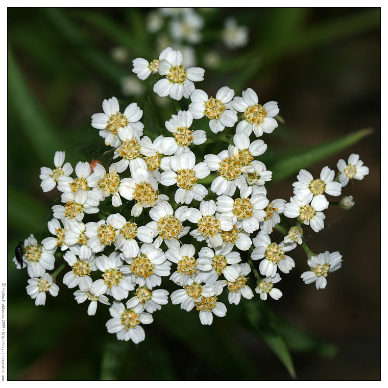 Изображение особи Achillea cartilaginea.