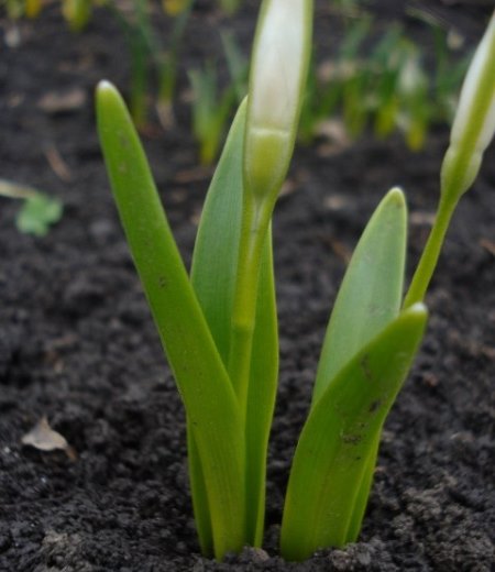 Изображение особи Galanthus caspius.