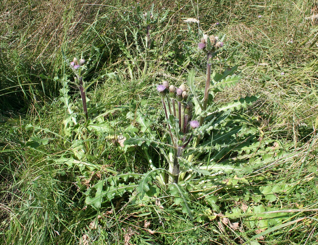 Изображение особи Cirsium esculentum.