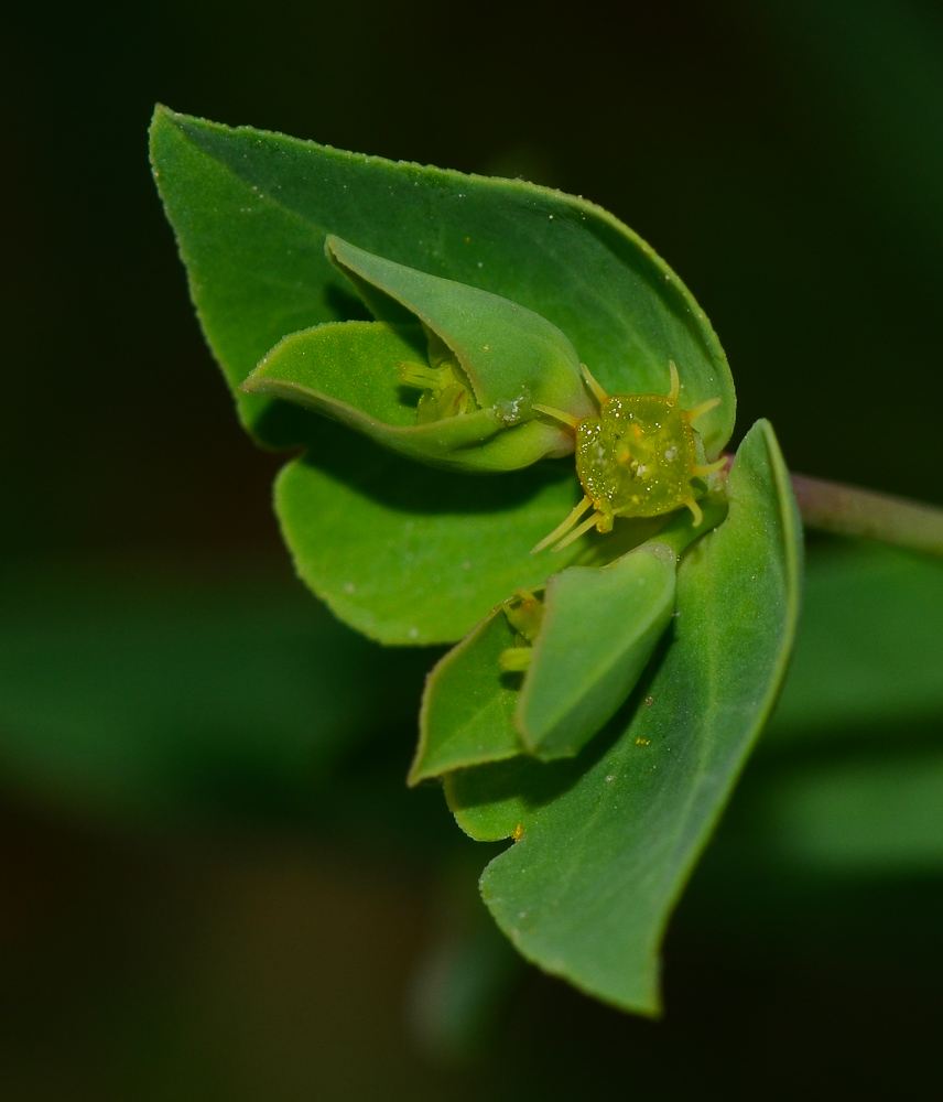 Изображение особи Euphorbia terracina.