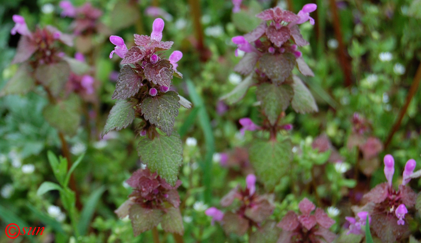 Изображение особи Lamium purpureum.