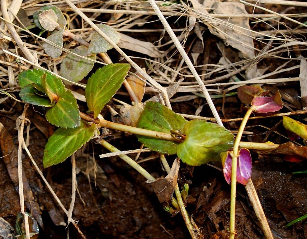 Изображение особи Veronica anagallis-aquatica.