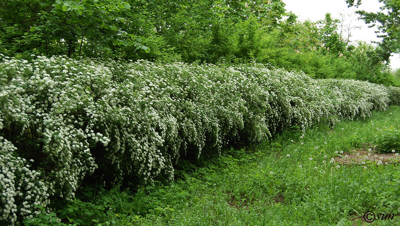 Image of Spiraea lanceolata specimen.