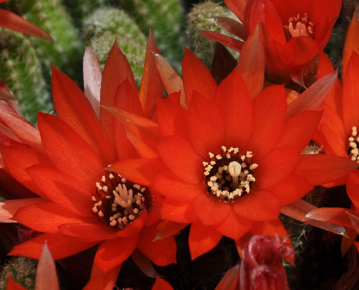 Изображение особи Echinopsis chamaecereus.