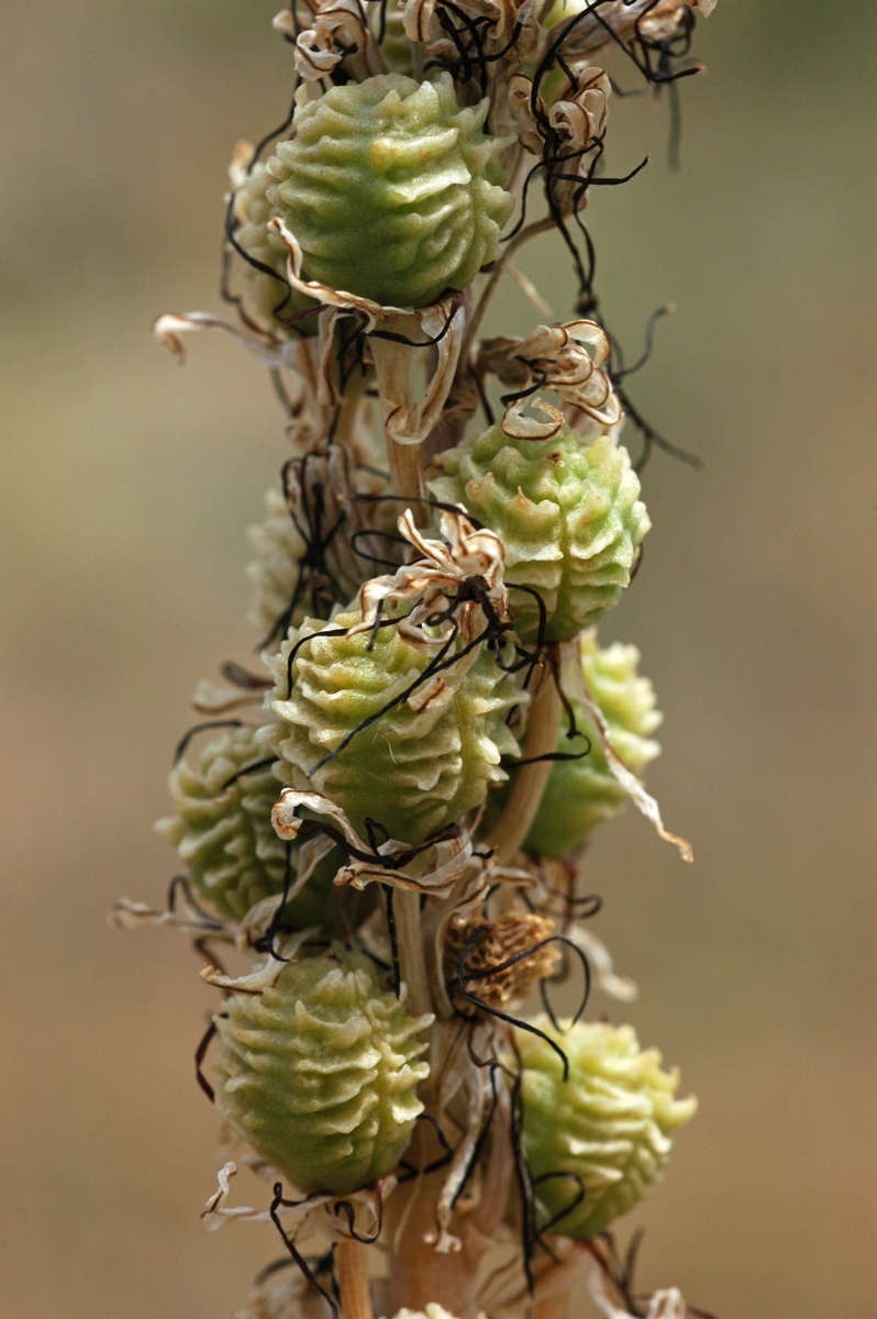 Image of Eremurus cristatus specimen.