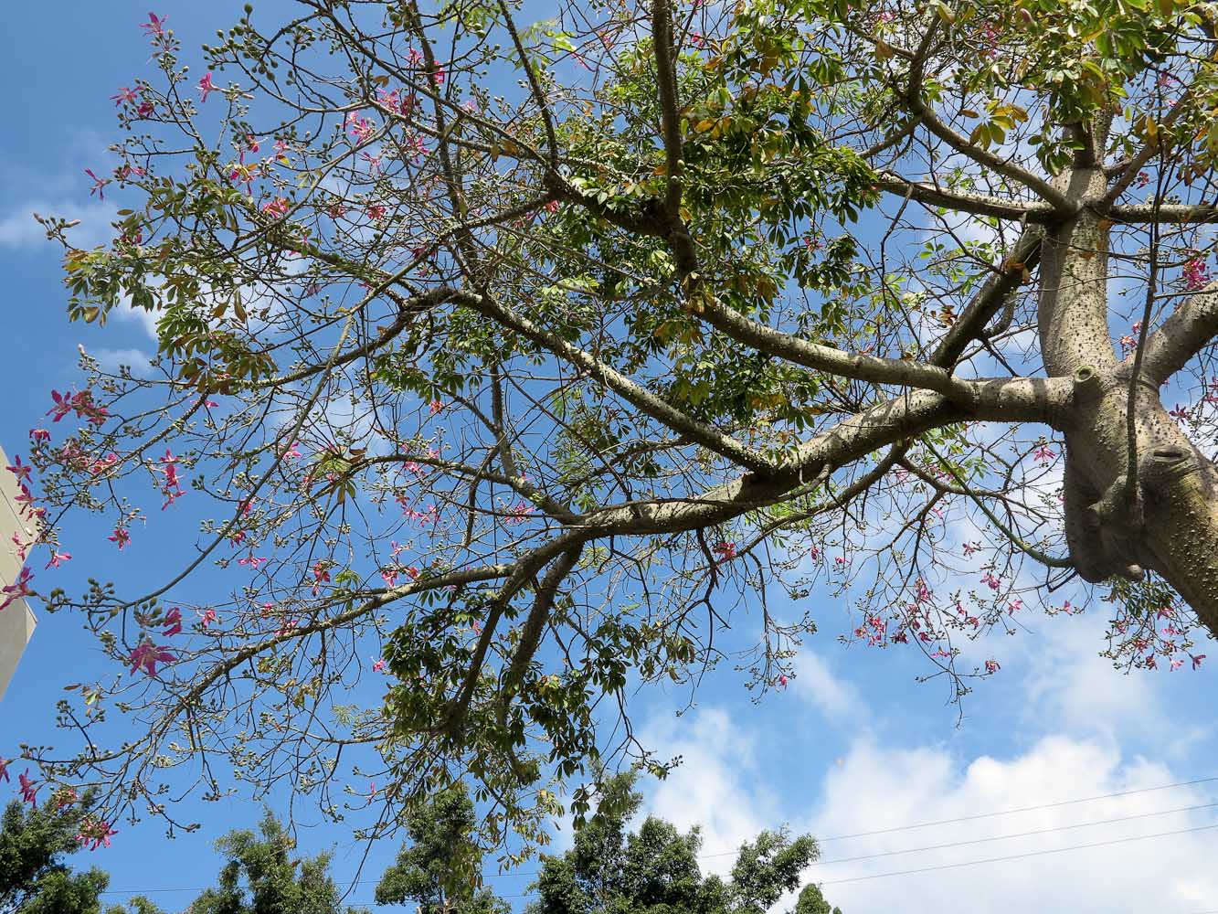 Image of Ceiba speciosa specimen.