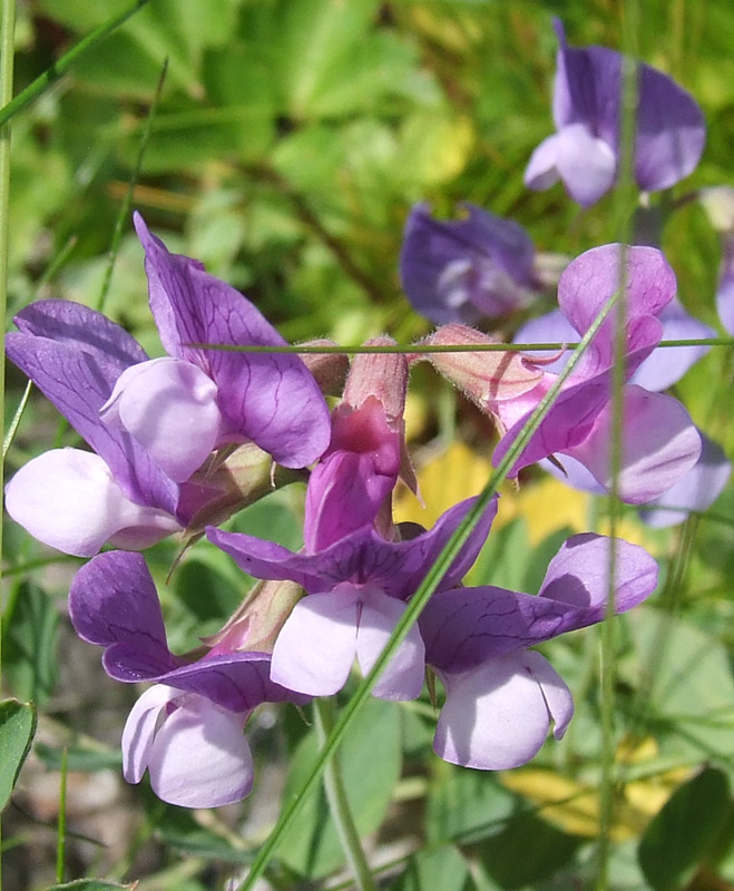 Изображение особи Lathyrus japonicus ssp. pubescens.