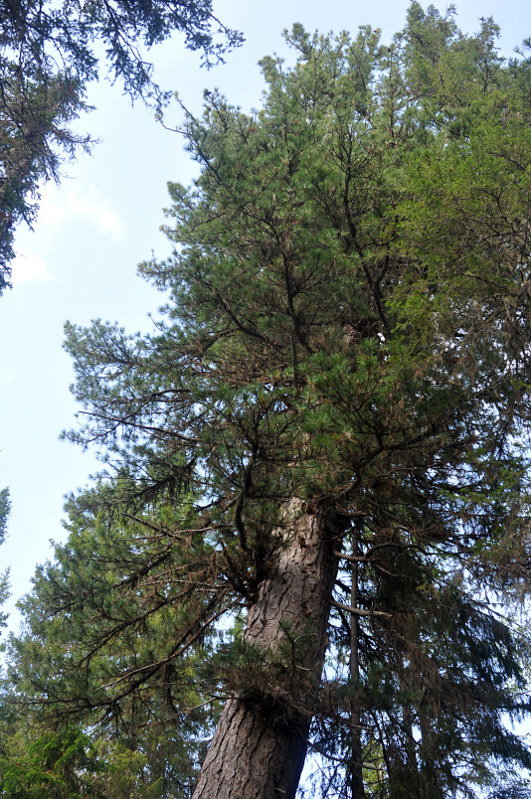 Image of Pinus sibirica specimen.