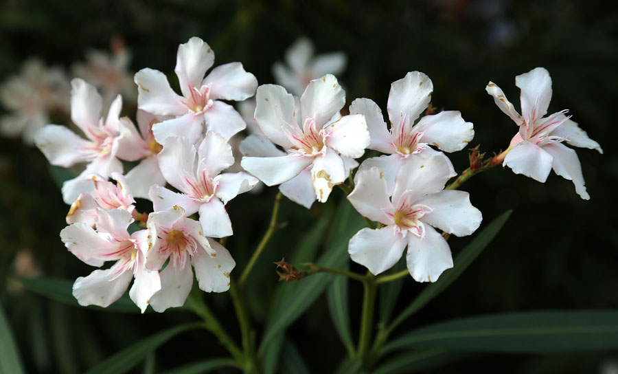 Image of Nerium oleander specimen.