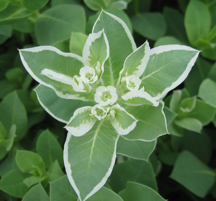 Image of Euphorbia marginata specimen.