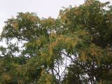 Ailanthus altissima