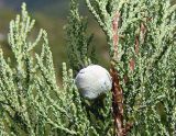 Juniperus excelsa