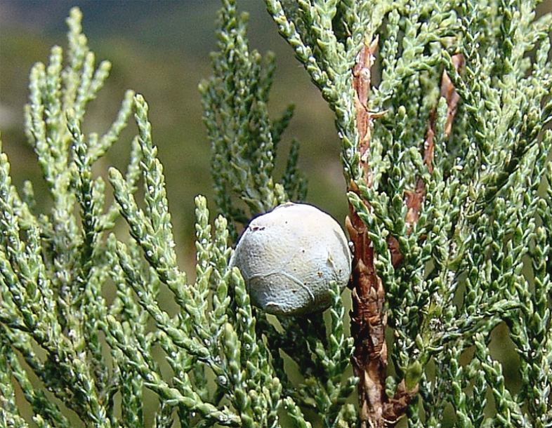 Изображение особи Juniperus excelsa.