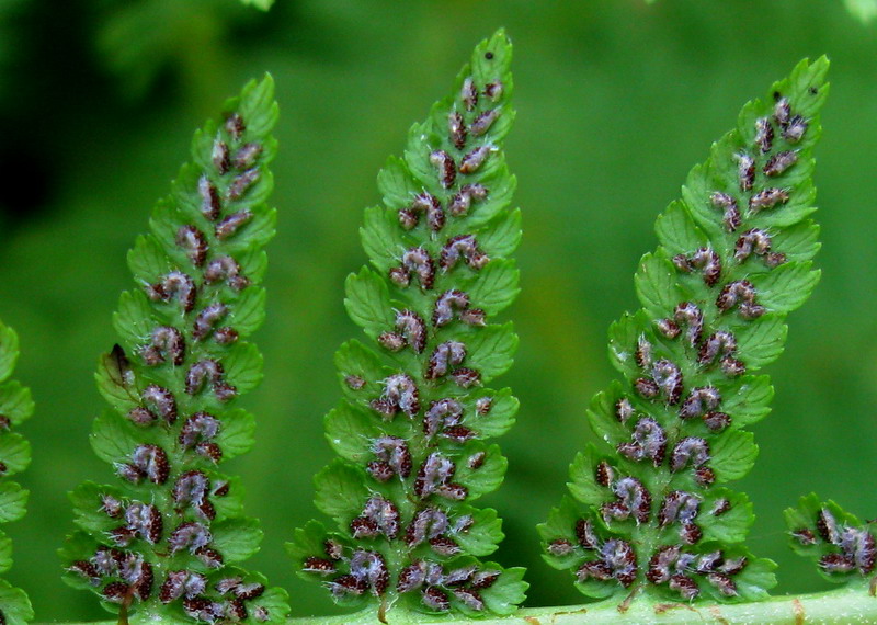 Image of Athyrium monomachii specimen.