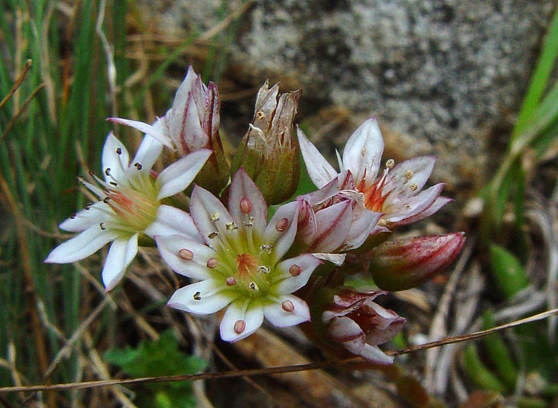 Изображение особи Rosularia alpestris.