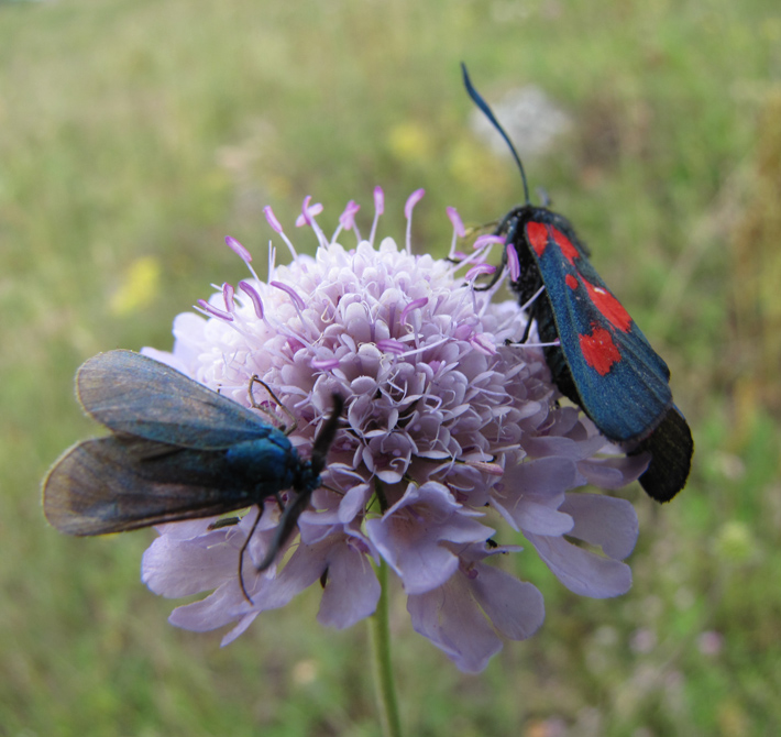 Image of Scabiosa columbaria specimen.