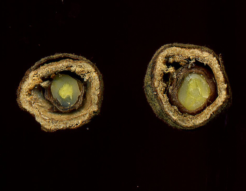 Image of Tilia cordifolia specimen.