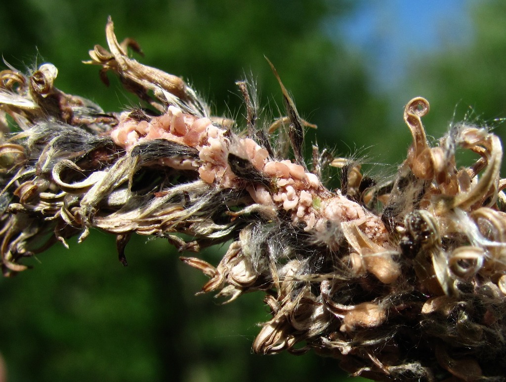 Image of Salix caprea specimen.