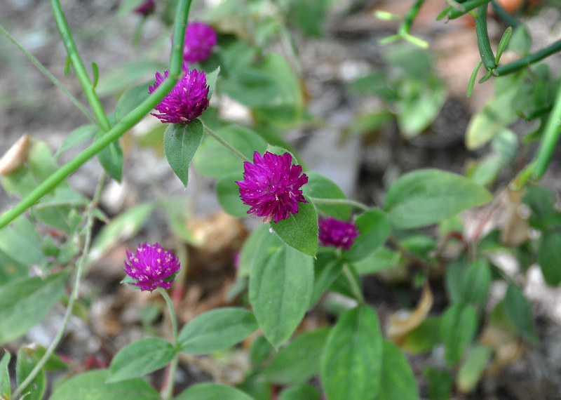 Image of Gomphrena globosa specimen.