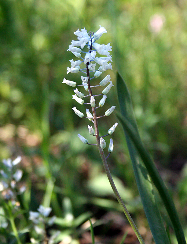 Image of Hyacinthella leucophaea specimen.