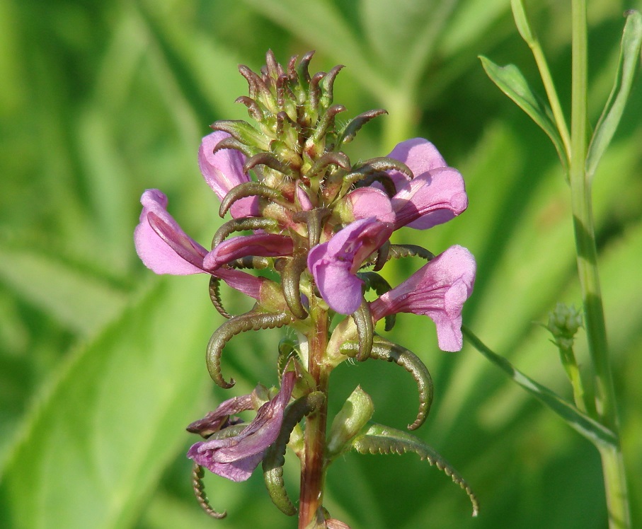 Изображение особи Pedicularis resupinata.