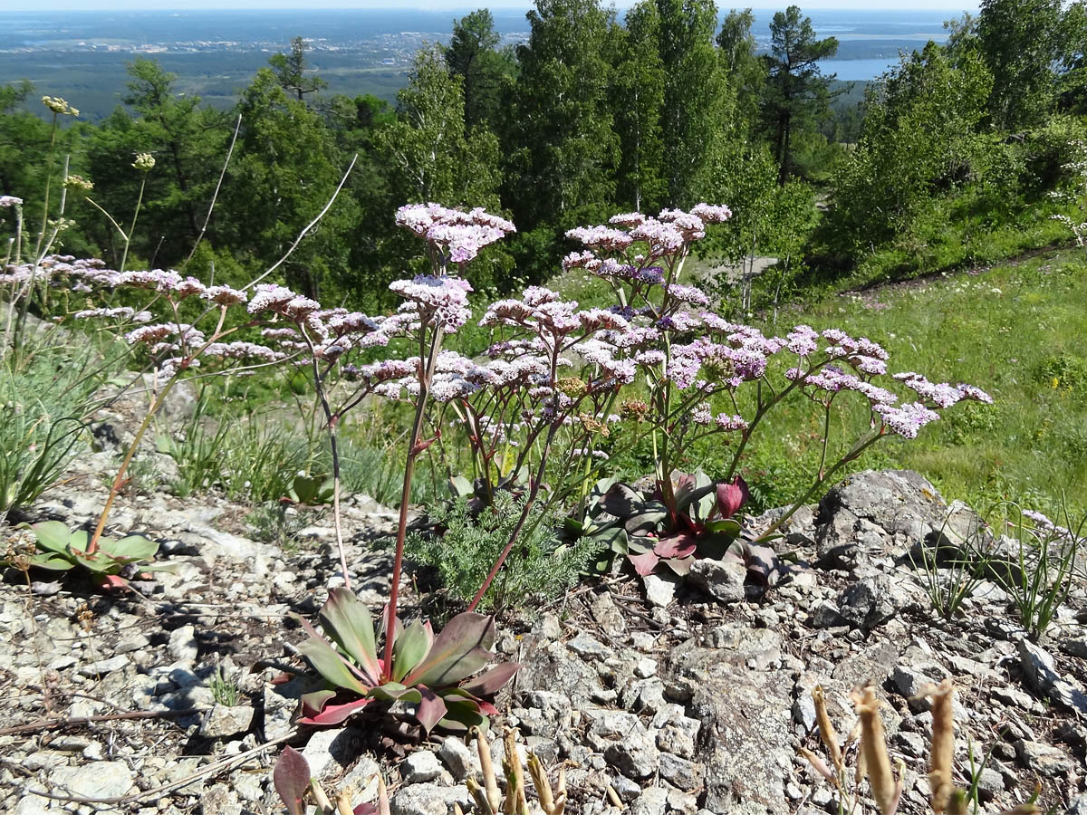 Image of Goniolimon speciosum specimen.