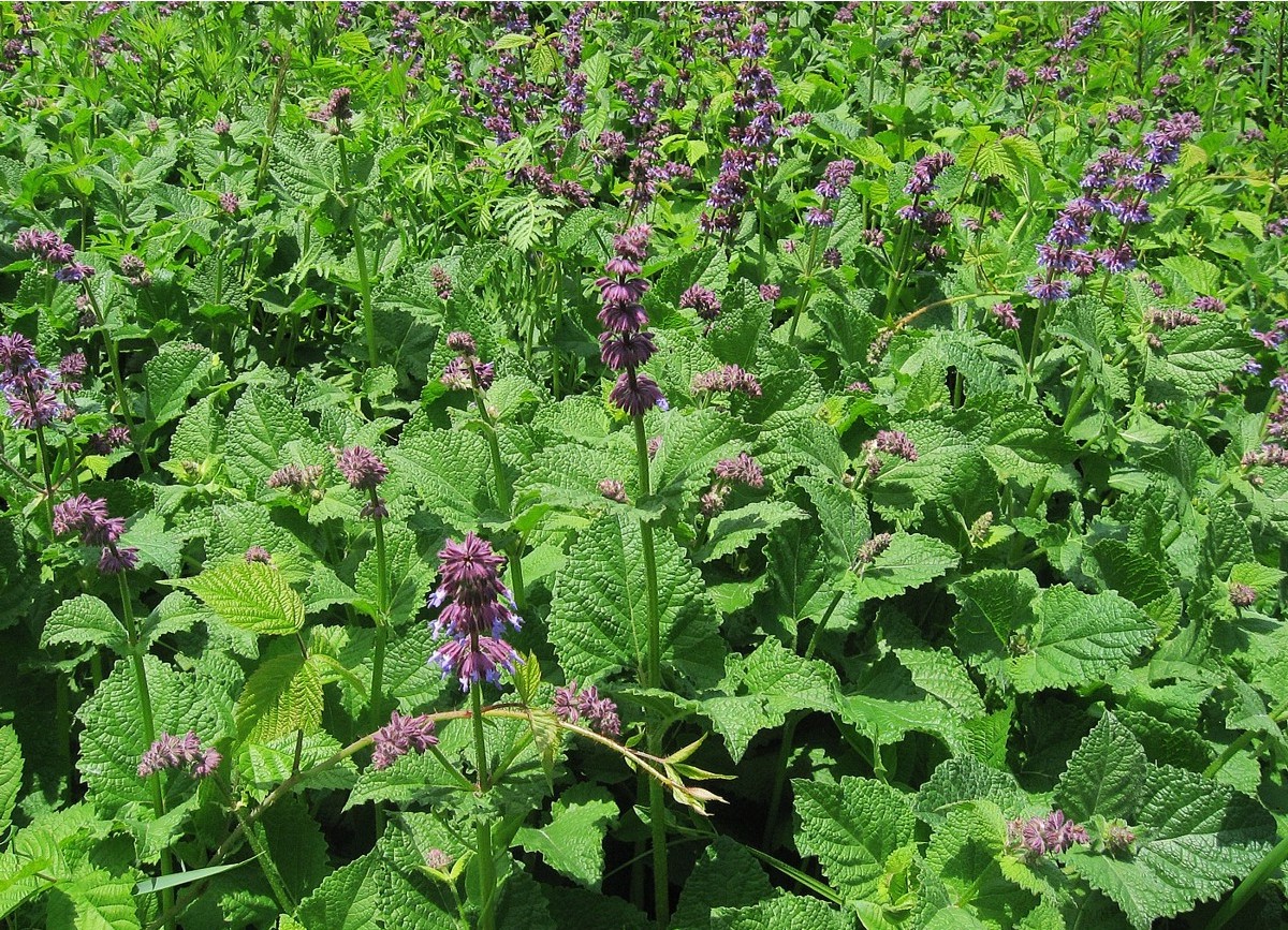 Image of Salvia verticillata specimen.