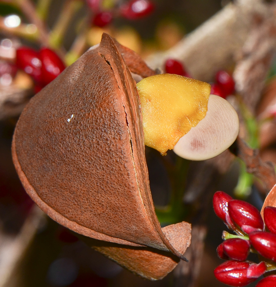 Изображение особи Schotia brachypetala.