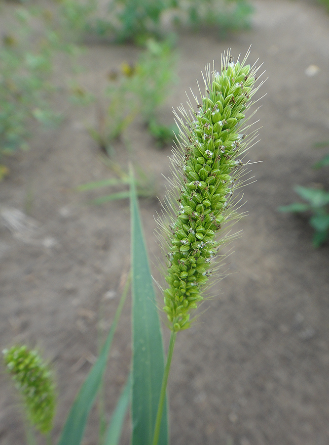 Image of Setaria viridis specimen.