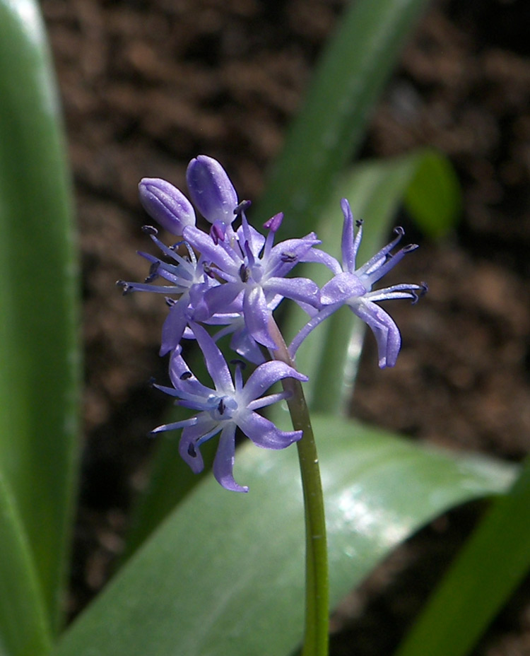 Image of Scilla messeniaca specimen.