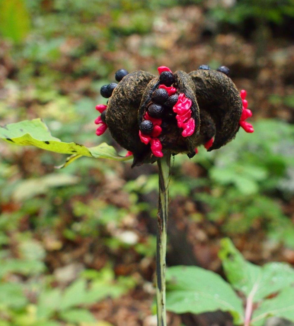 Изображение особи Paeonia daurica.