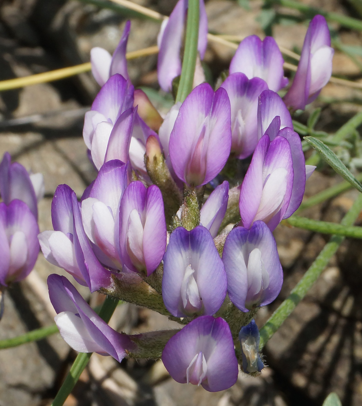 Image of Astragalus stenoceras specimen.