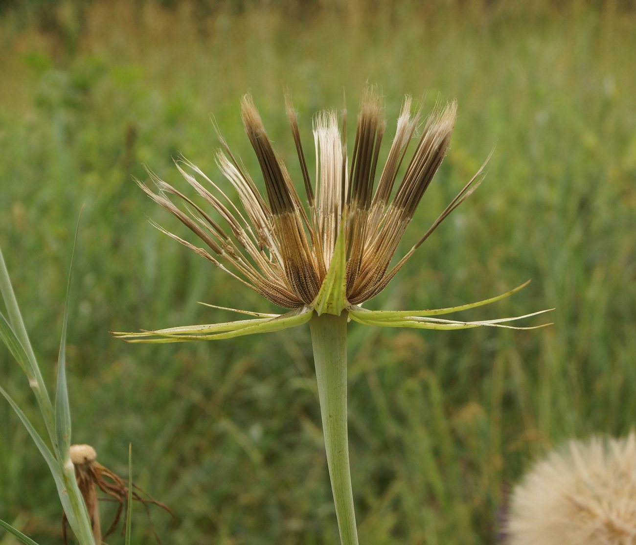 Изображение особи Tragopogon capitatus.