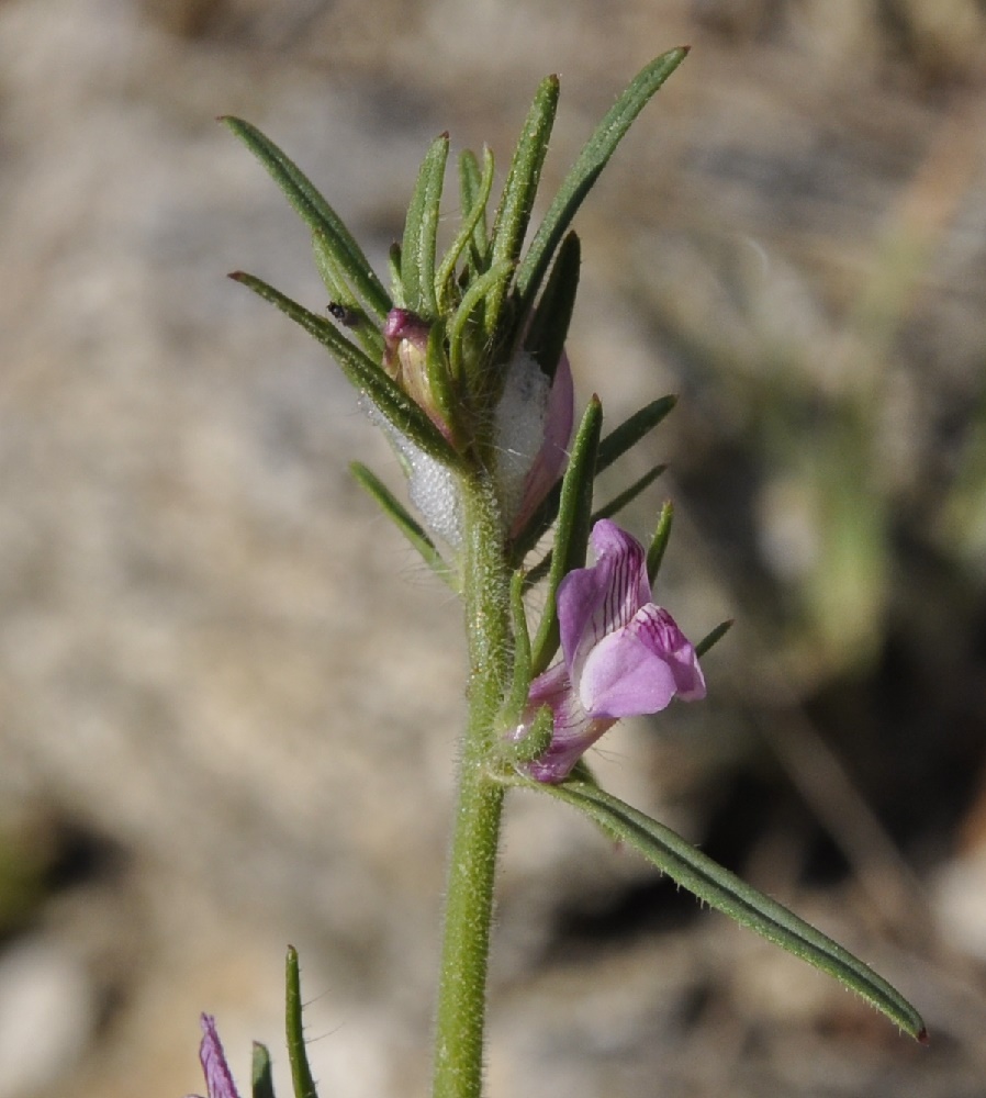 Image of Misopates orontium specimen.