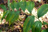 Polygonatum multiflorum. Верхушка плодоносящего растения. Украина, Донецкая обл., окр. Святогорска, лес. 20.09.2011.