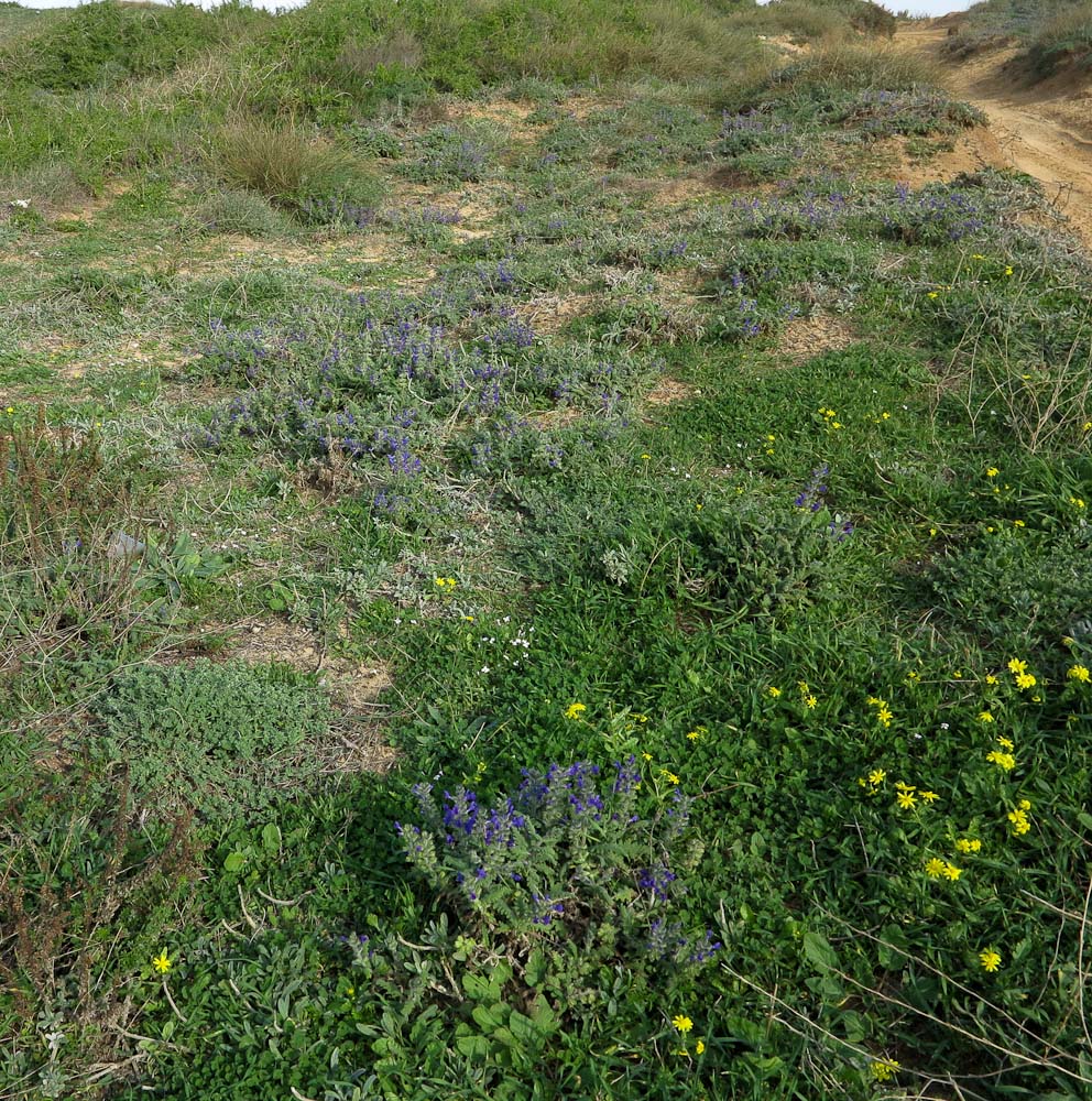 Image of Salvia lanigera specimen.