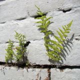 род Dryopteris