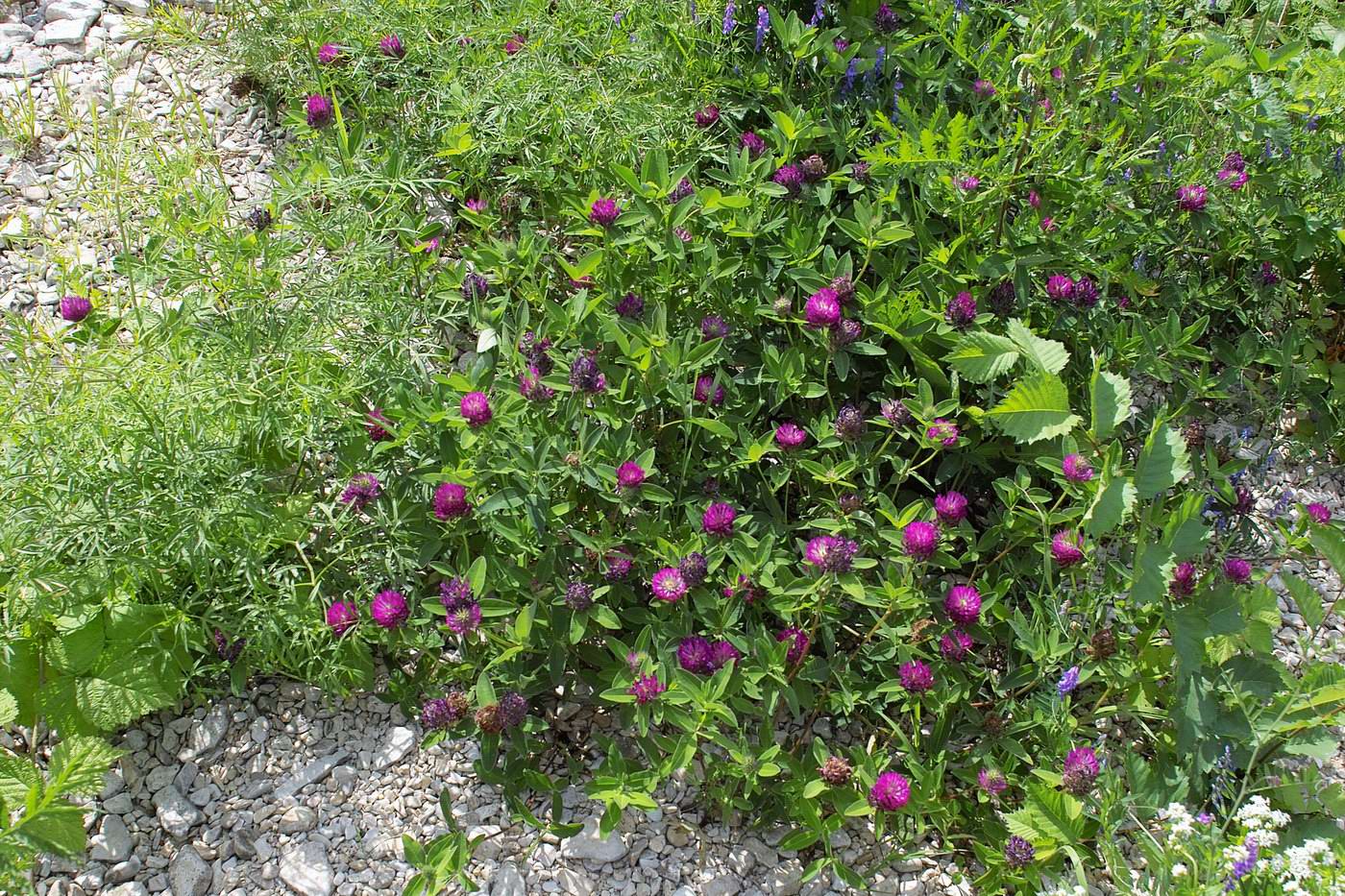 Image of Trifolium medium specimen.