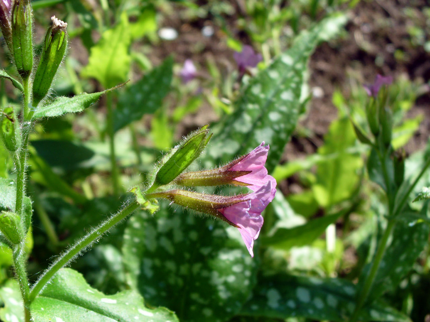 Изображение особи Pulmonaria saccharata.