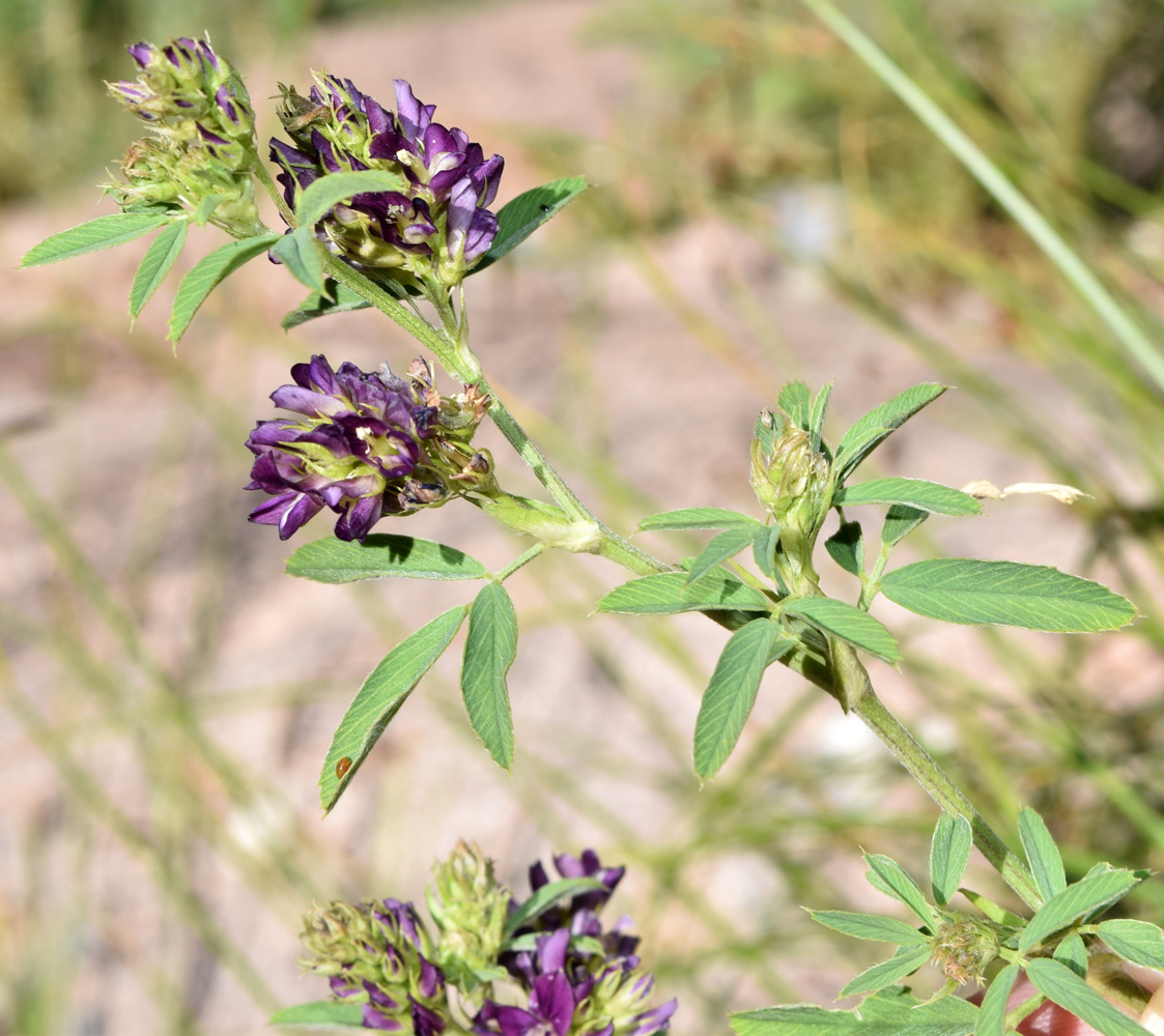 Image of Medicago tianschanica specimen.