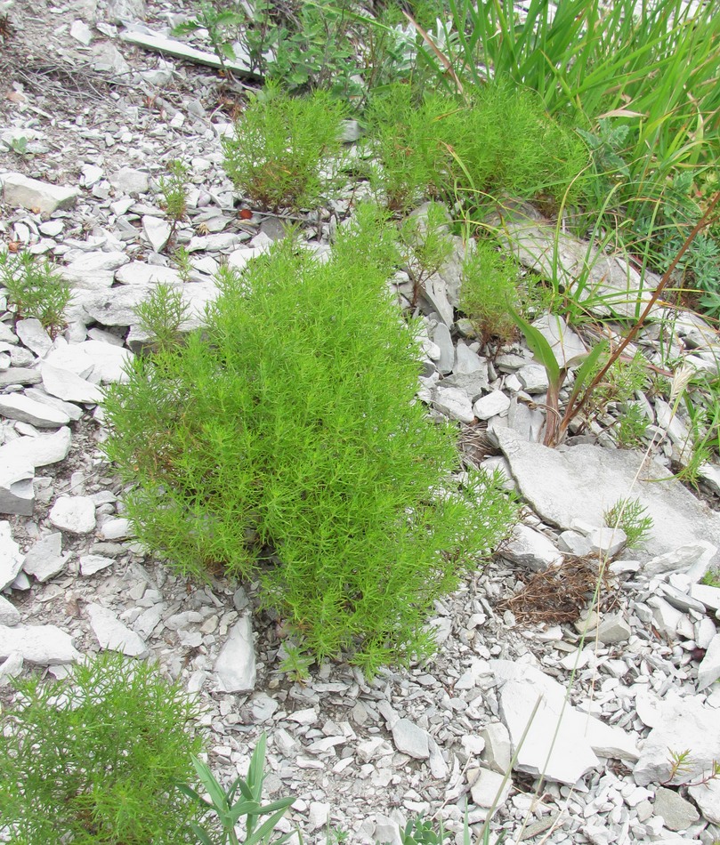 Image of Veronica filifolia specimen.