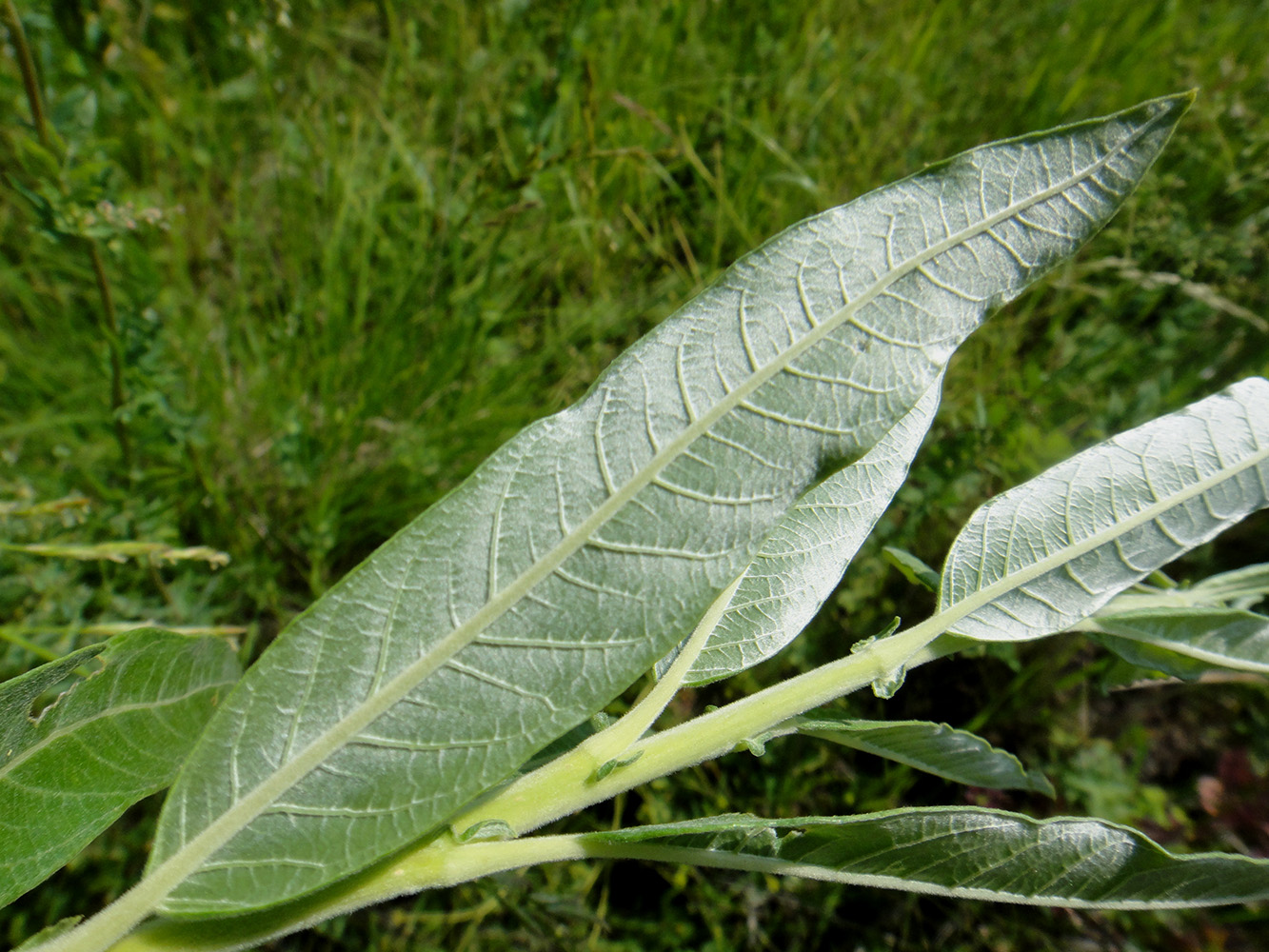 Image of Salix gmelinii specimen.